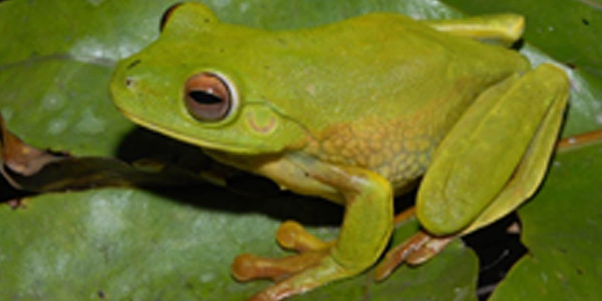 Litoria lubisi memiliki warna lebih mencolok dibandingkan dengan katak hijau lainnya dan ukurannya cenderung besar, dengan panjang dapat mencapai 70 mm. Foto: Corpcom PTFI